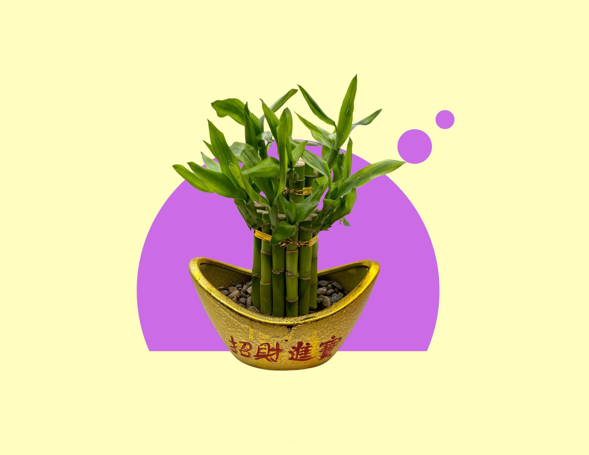 Lucky Bamboo – Hong Kong Gifts